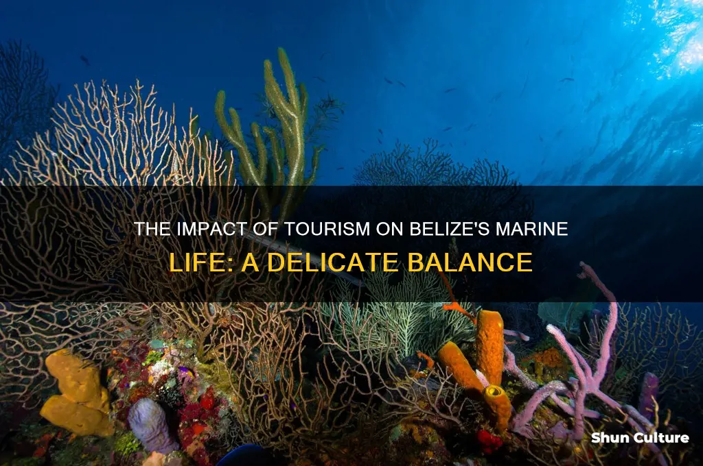 how does tourism affect belize marine life