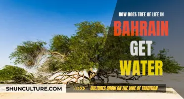 The Tree of Life: Water Source Mystery in Bahrain