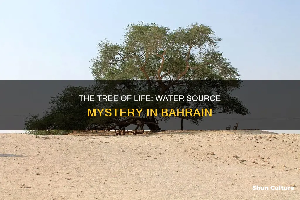 how does tree of life in bahrain get water