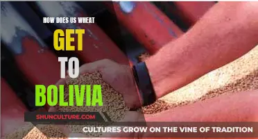 The Long Journey: US Wheat Reaches Bolivia