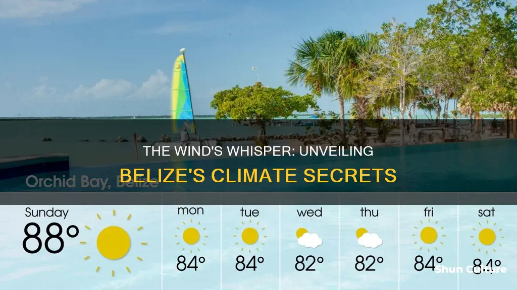 how does wind affect the climate of belize