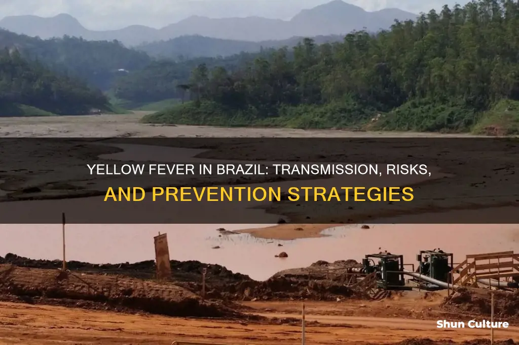 how does yellow fever spread brazil
