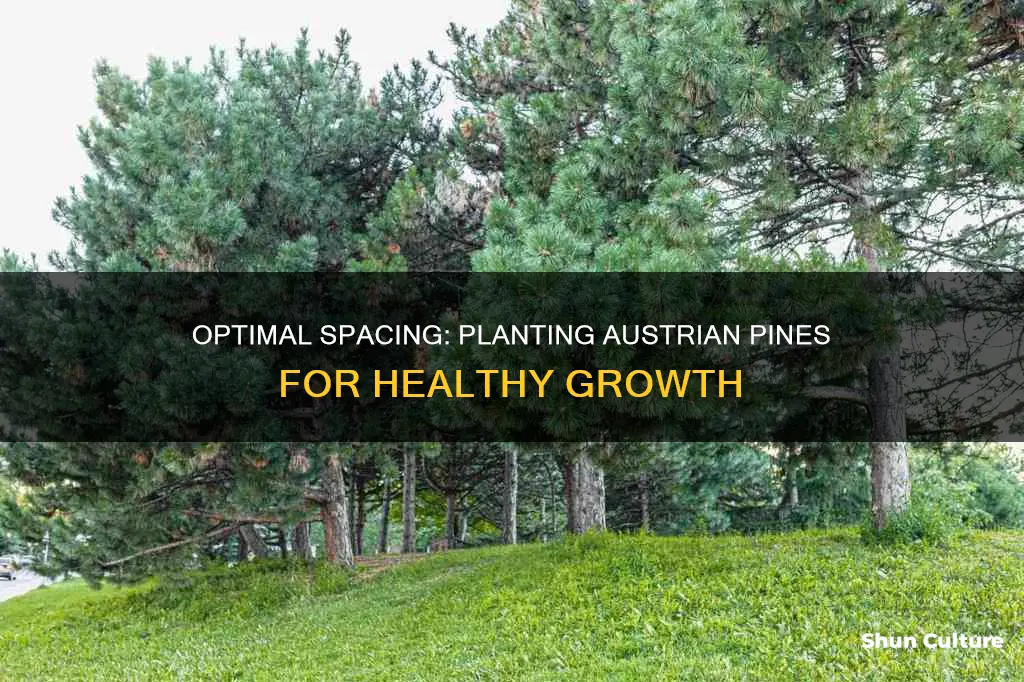 how far apart do austrian pines need to be planted