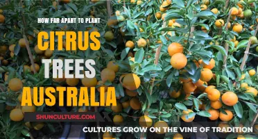 Planting Citrus Trees: Spacing for Australian Gardens