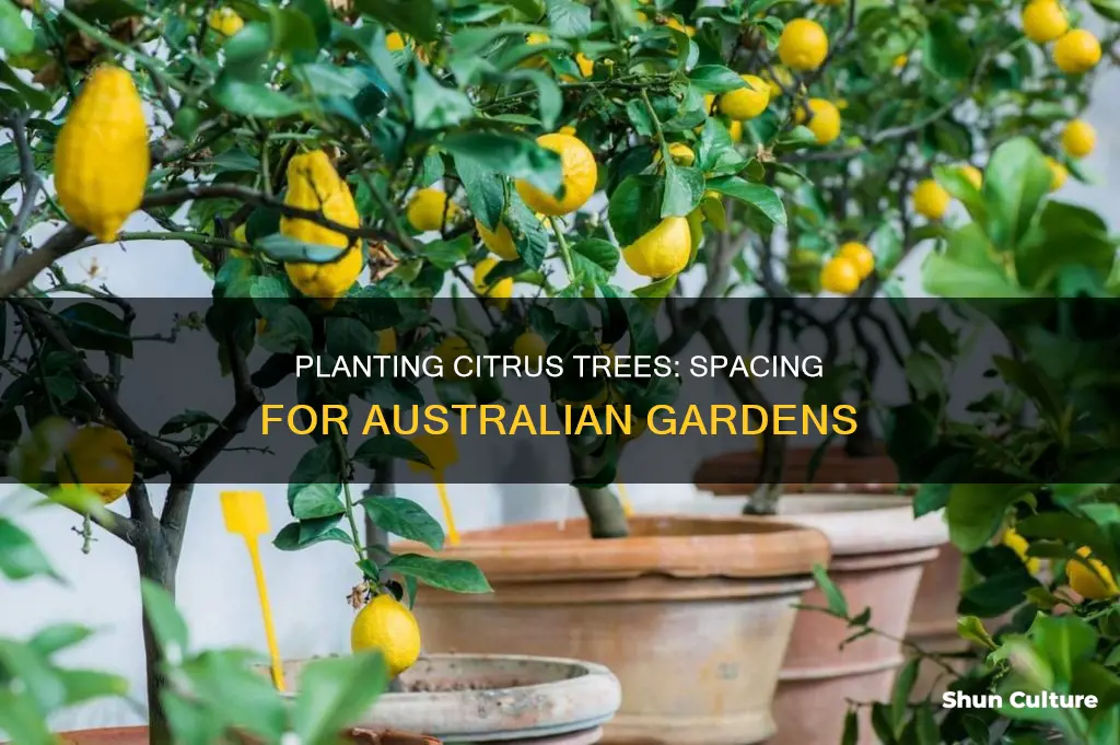 how far apart to plant citrus trees australia