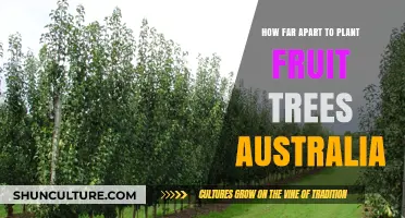 Fruit Tree Planting: Spacing for Australian Orchards
