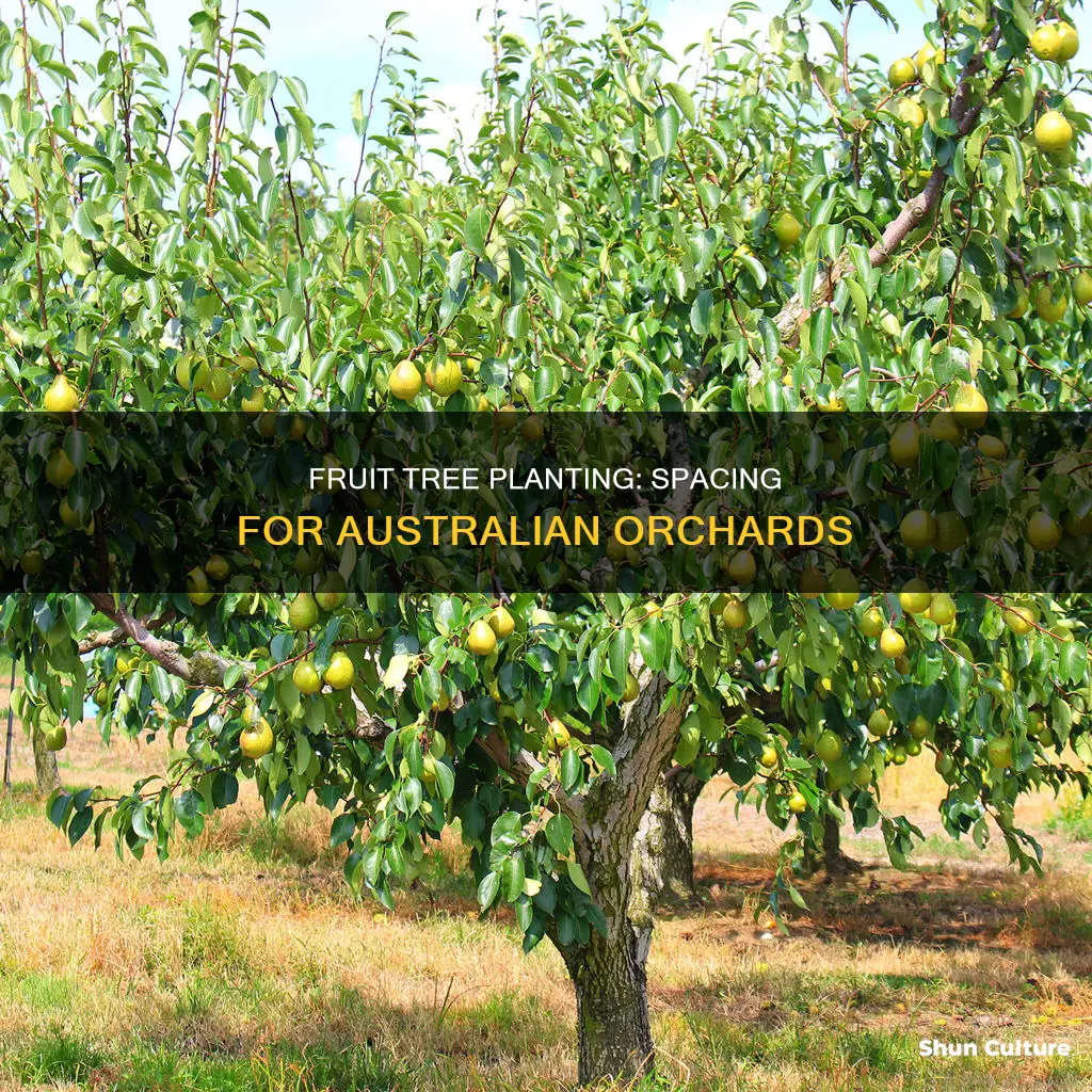 how far apart to plant fruit trees australia