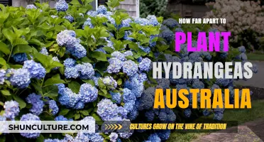 Hydrangeas in Australia: Spacing for Optimal Growth