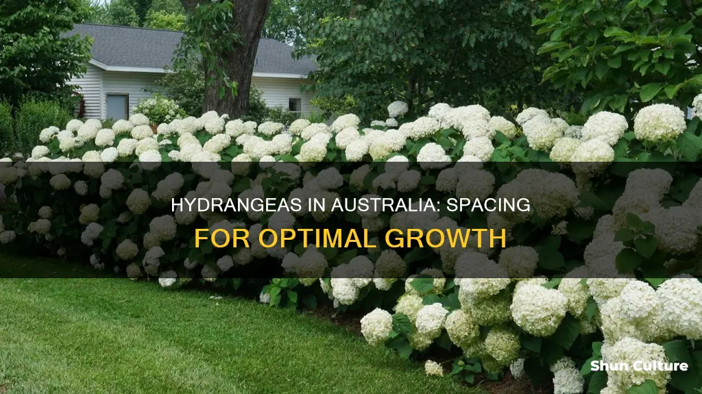 how far apart to plant hydrangeas australia