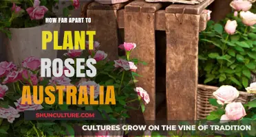 Planting Roses: Spacing for Australian Gardens