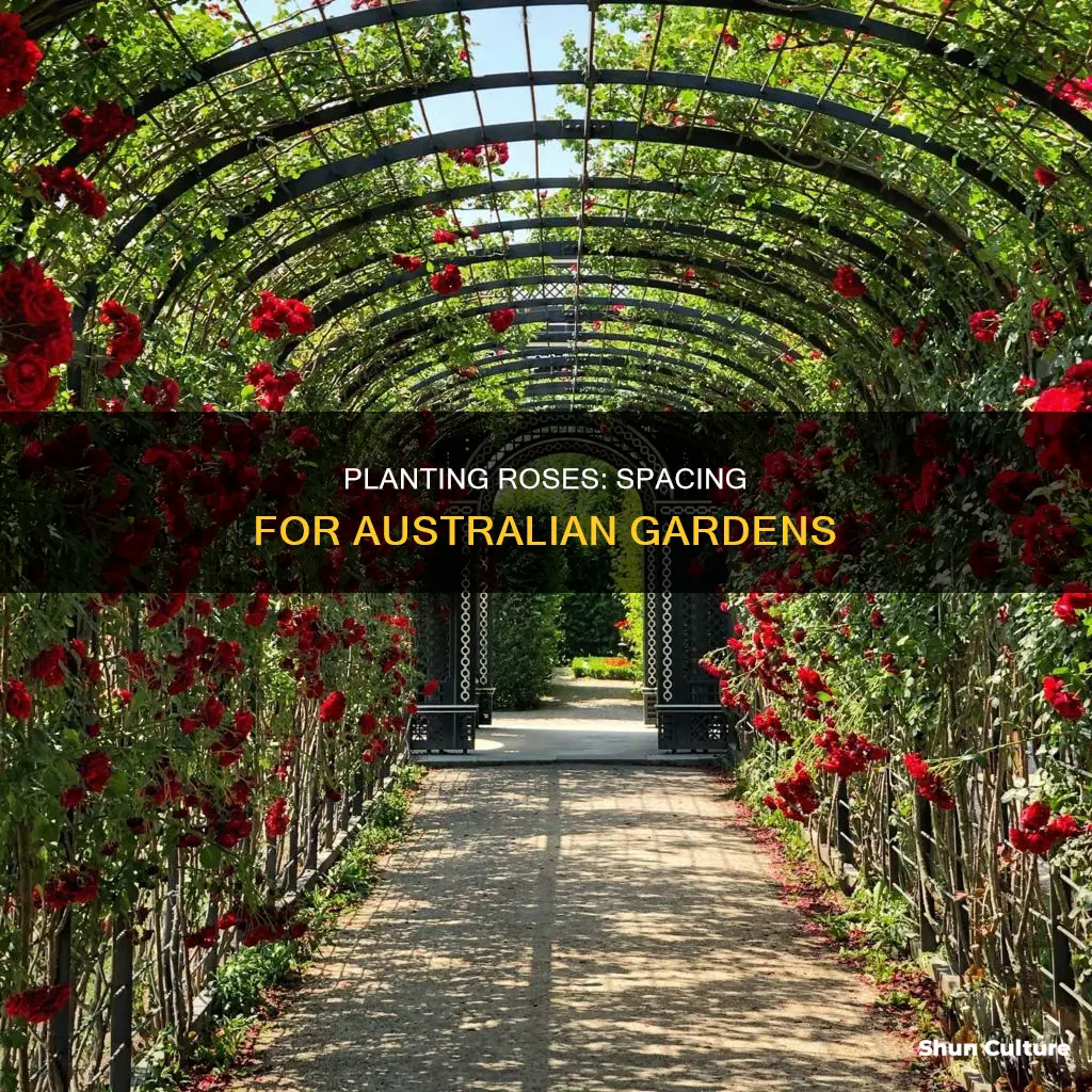 how far apart to plant roses australia