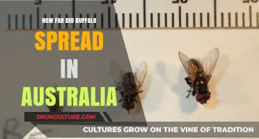 Buffalo's Historic Spread Across Australia