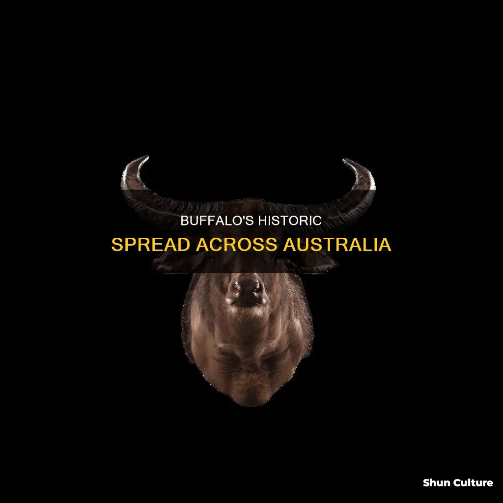 how far did buffalo spread in australia