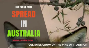 Foxes' Spread Across Australia: Extent and Impact
