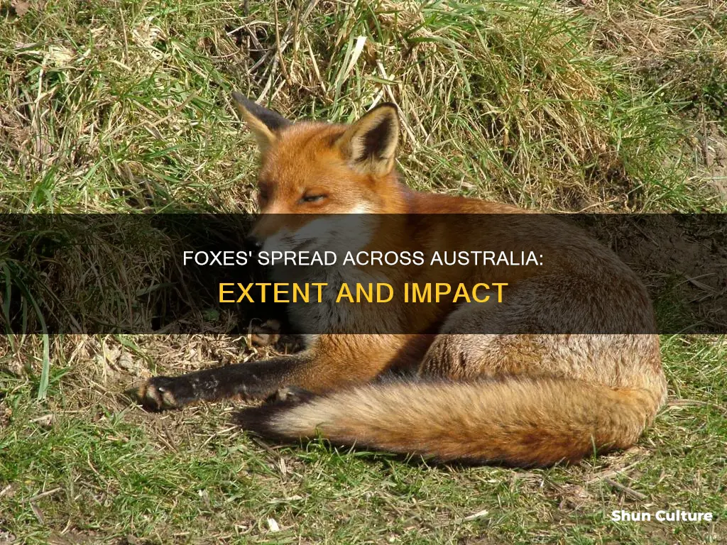 how far did foxes spread in australia