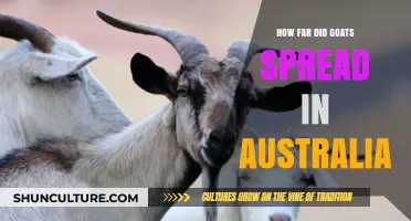 Goats' Historic Spread Across Australia