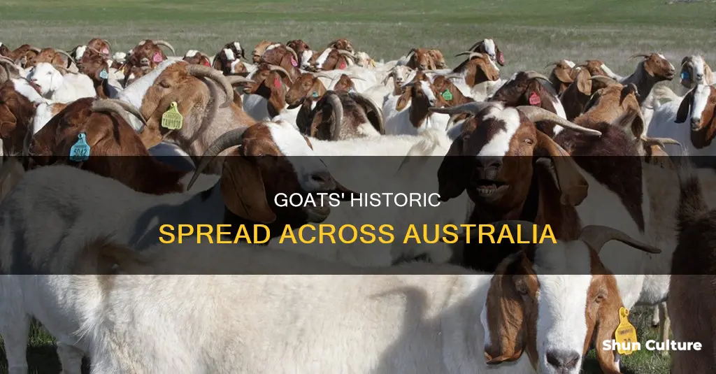 how far did goats spread in australia