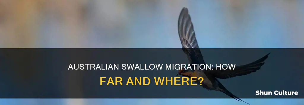 how far do australian swallows migrate