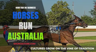 Harness Horses: Australia's Endurance Champs