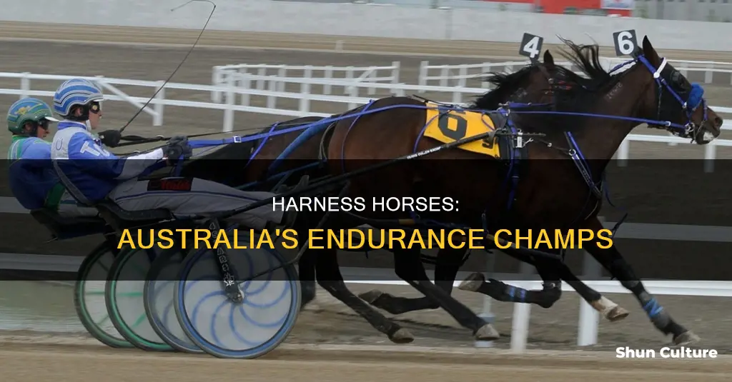 how far do harness horses run australia