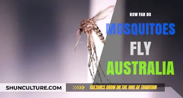 Mosquitoes' Flight Range in Australia: How Far Do They Go?