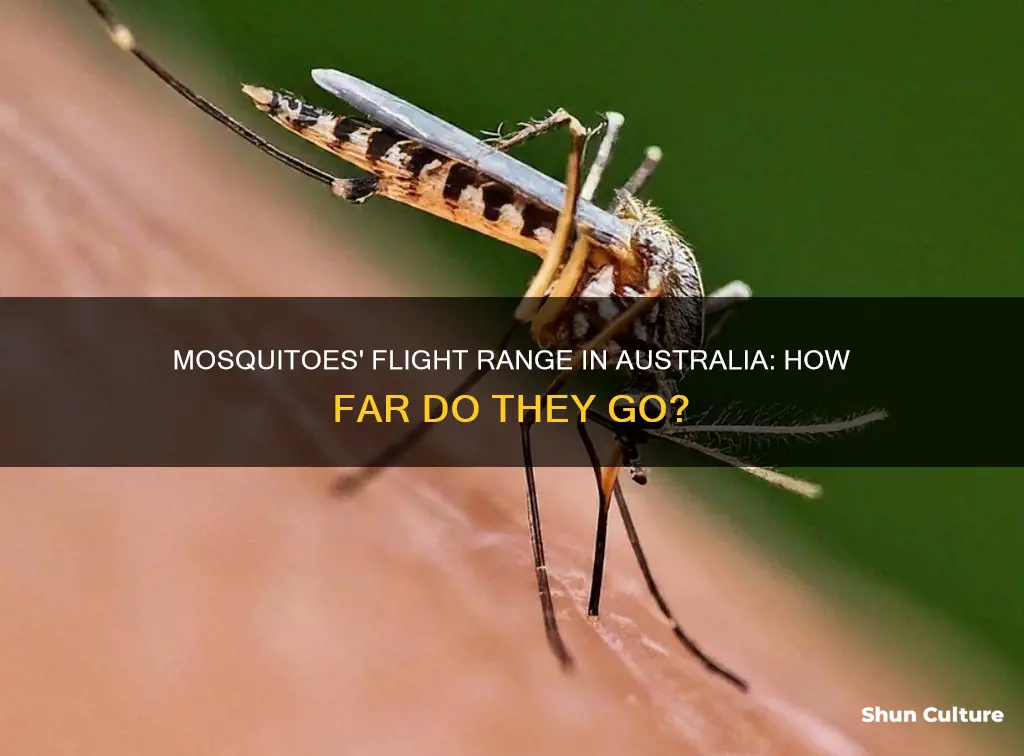 how far do mosquitoes fly australia