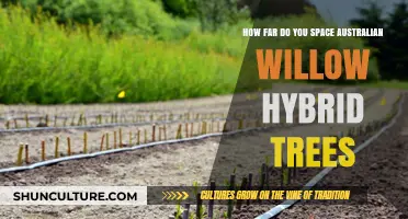 Spacing Australian Willow Hybrid Trees: How Far Apart?