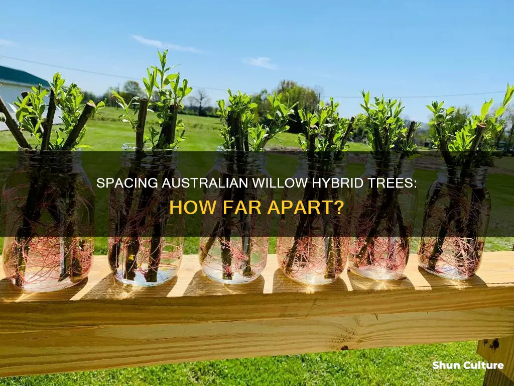 how far do you space australian willow hybrid trees