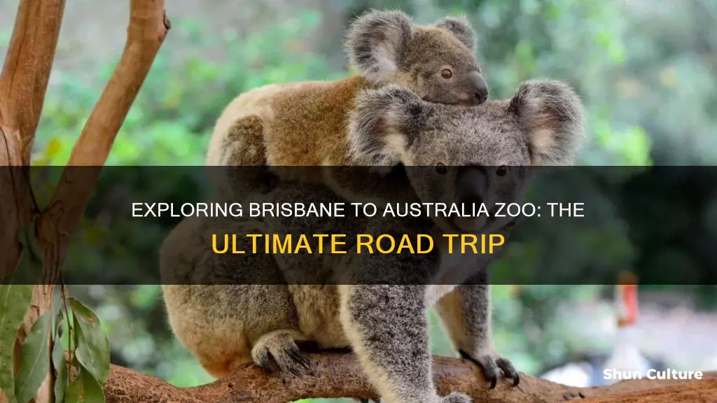 how far from brisbane to australia zoo