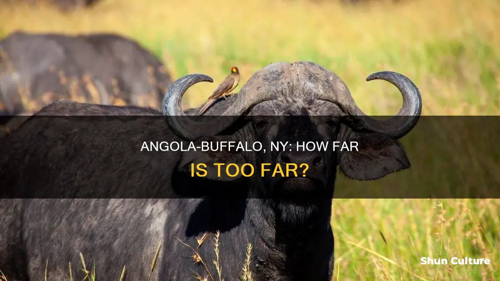 how far is angola from buffalo ny