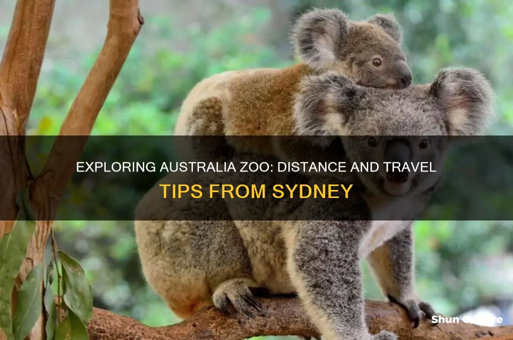 how far is australia zoo from sydney