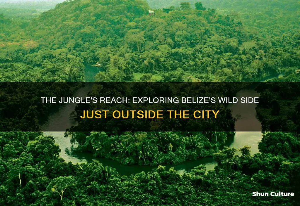 how far is the jungle from belize city