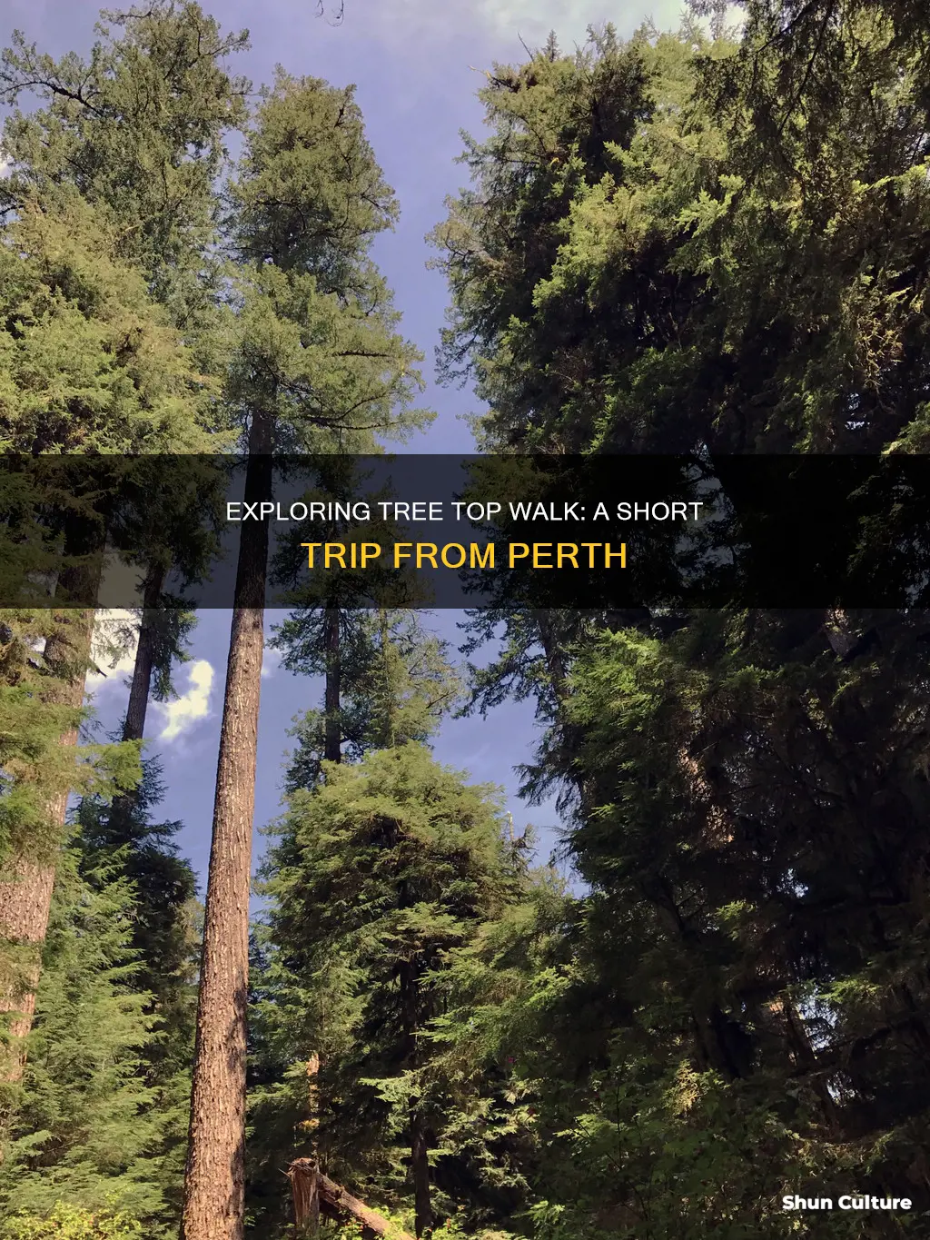 how far is tree top walk australia from perth