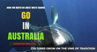Exploring Great White Sharks' Northern Limits in Australian Waters