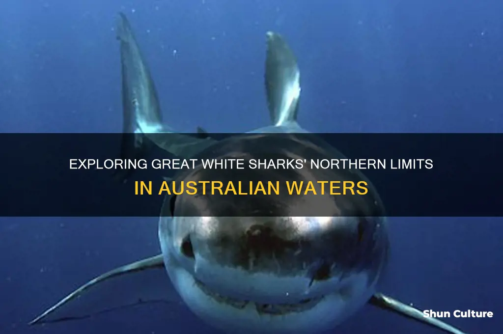 how far north do great white sharks go in australia