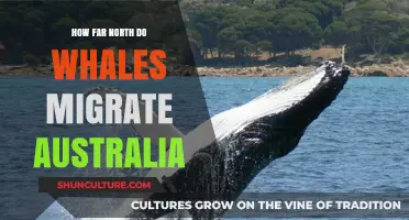 Whale Migration: Far North Australia