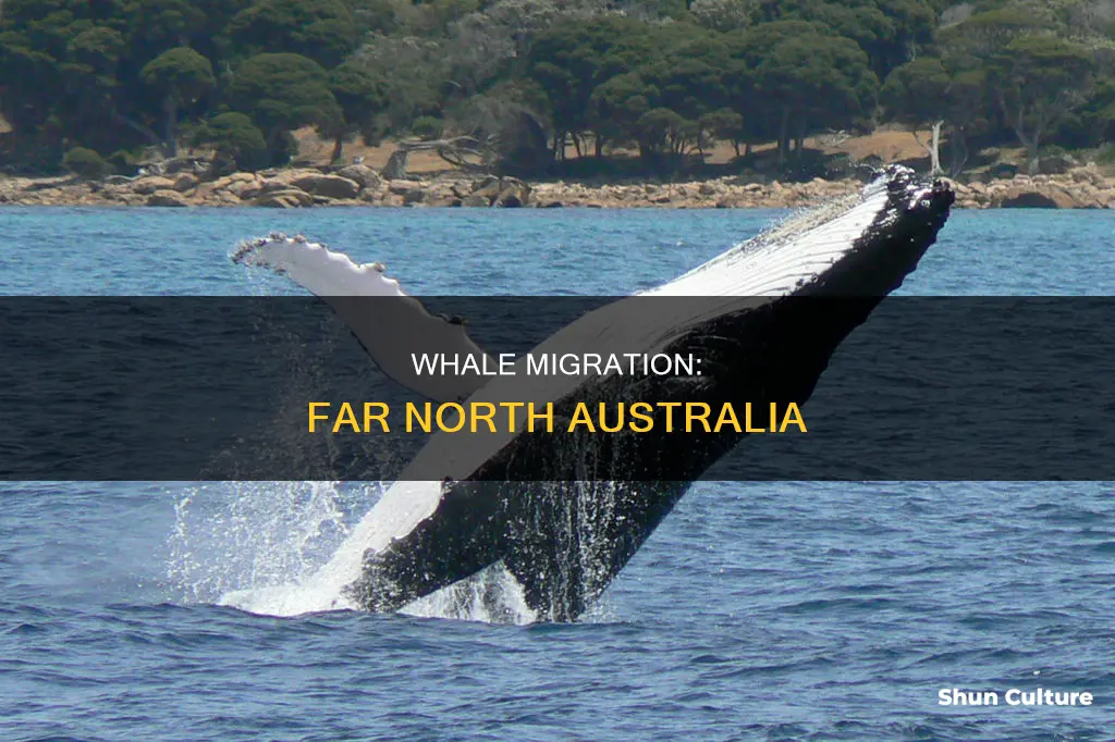 how far north do whales migrate australia
