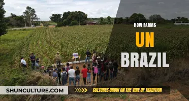 Exploring Brazil's Farming Innovations and Sustainable Agricultural Practices