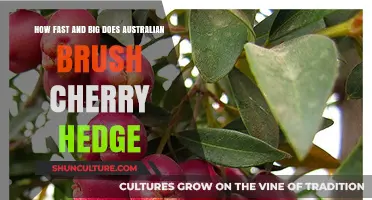 Australian Brush Cherry: Fast-Growing, Dense Privacy Hedge