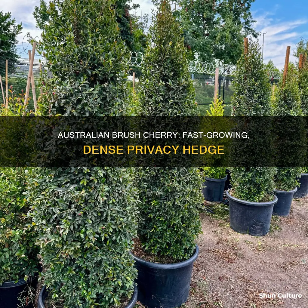 how fast and big does australian brush cherry hedge