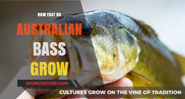 Australian Bass Growth: Understanding Their Development
