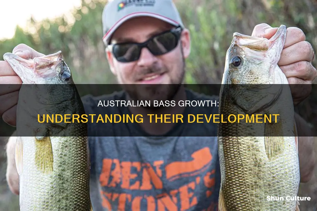 how fast do australian bass grow