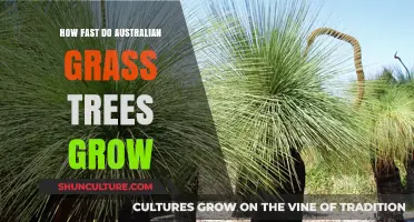 Australian Grass Trees: How Fast Do They Grow?