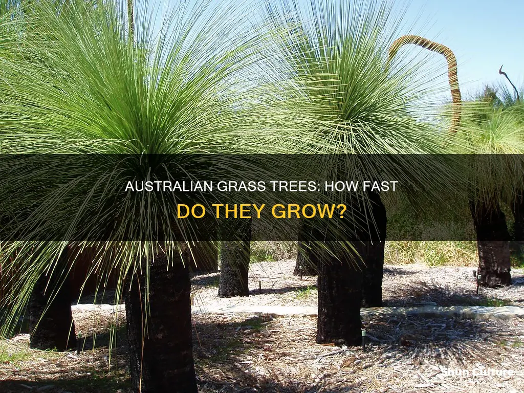 how fast do australian grass trees grow