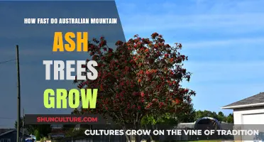 Mountain Ash Trees: Rapid Growth in Australian Forests