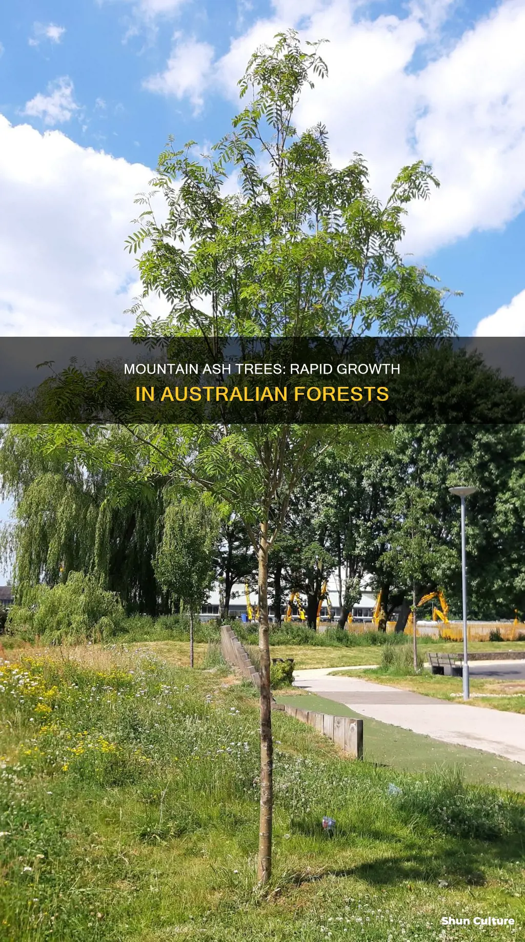 how fast do australian mountain ash trees grow