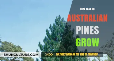 Australian Pines: Rapid Growth Secrets Revealed