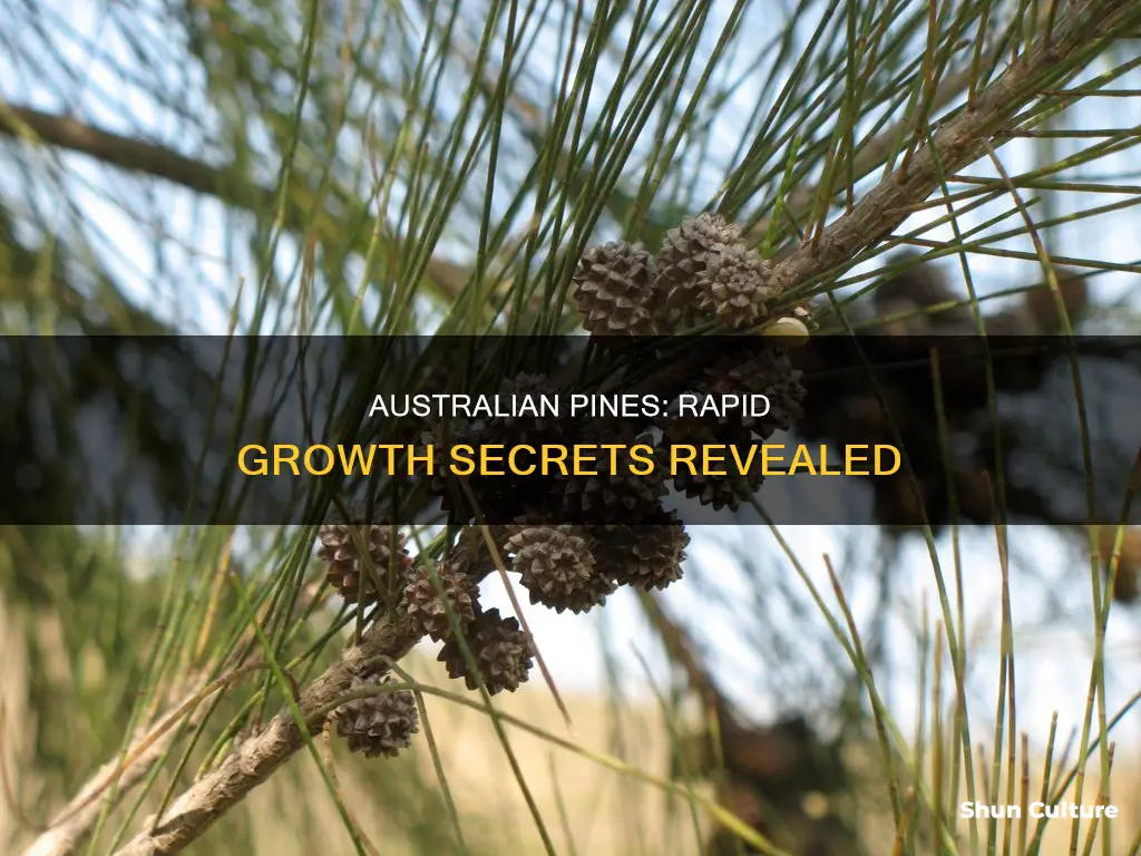 how fast do australian pines grow