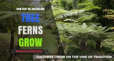 Tree Fern Growth: Australia's Rapid Rising Flora