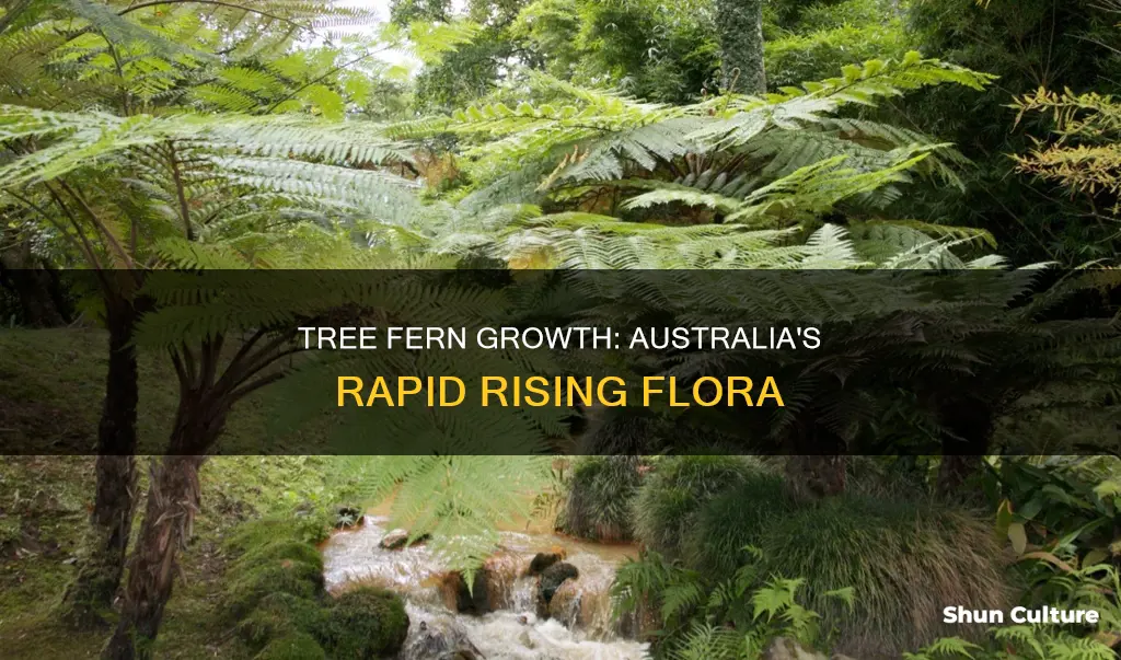 how fast do australian tree ferns grow